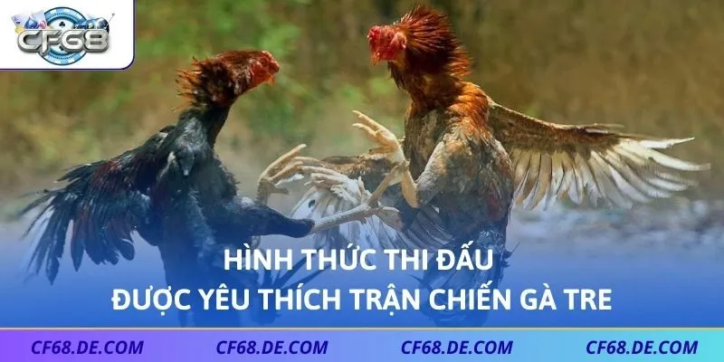 Hình thức thi đấu được yêu thích trận chiến gà tre