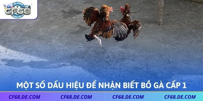 Một số dấu hiệu để nhận biết bồ gà cấp 1