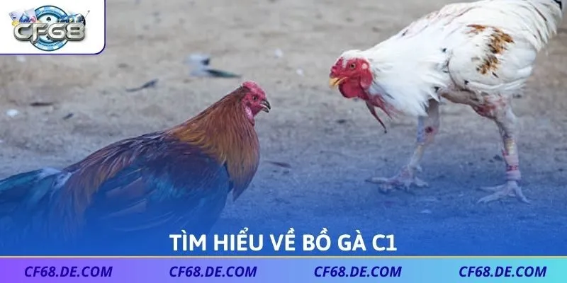 Tìm hiểu về bồ gà C1